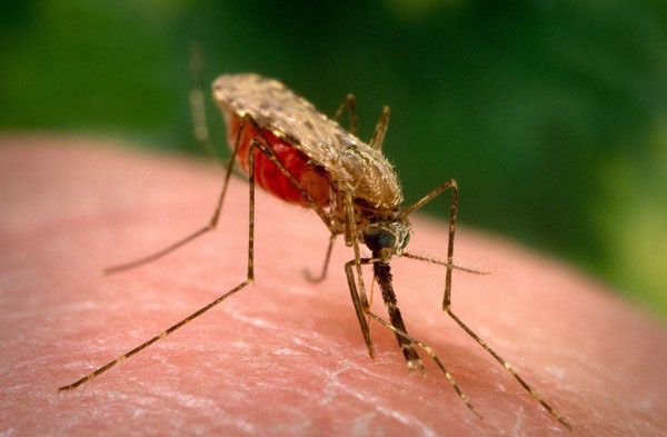 Con đường lây nhiễm sốt xuất huyết do muỗi vằn truyền bệnh 